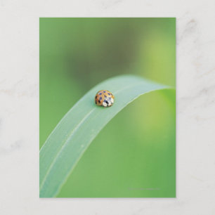 Carte Postale Coccinelle Brown