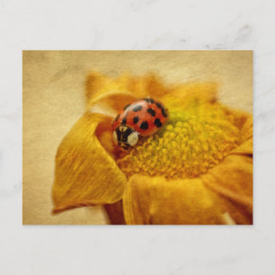 Carte Postale Coccinelle sur fleur jaune