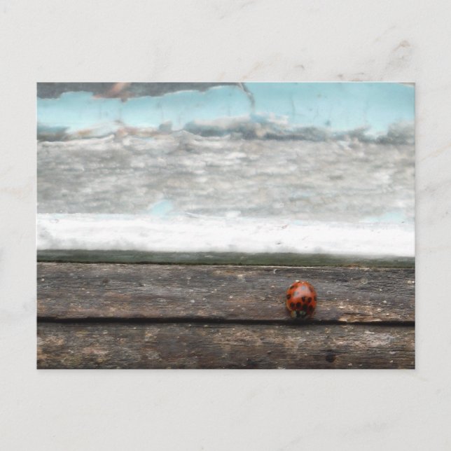 Carte Postale Coccinelle sur un appui de fenêtre en bois rustiqu (Devant)