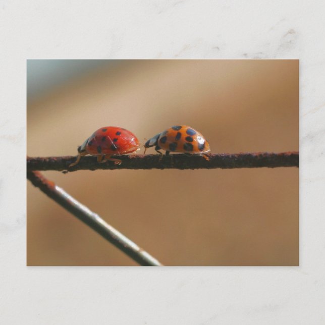 Carte Postale Coccinelles Amies Photographie de la nature  (Devant)
