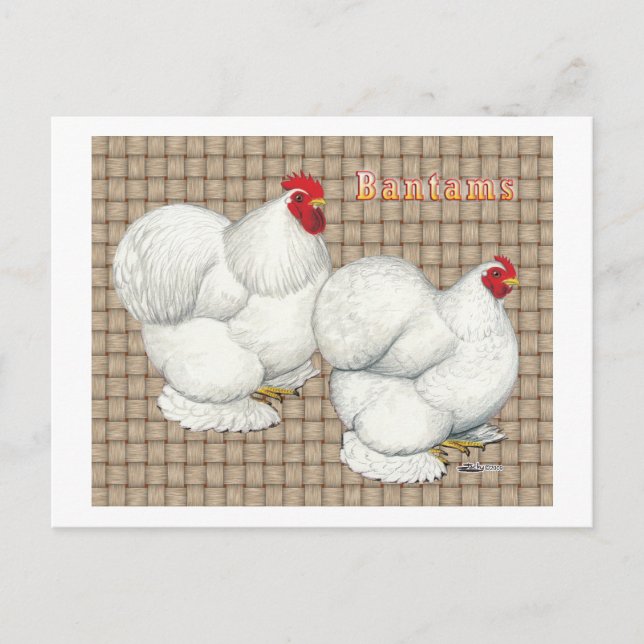 Carte Postale Cochin :  Bantams blancs (Devant)