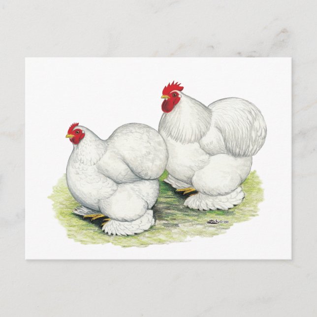 Carte Postale Cochin : Bantams blancs (Devant)