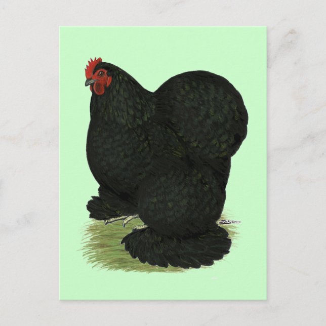 Carte Postale Cochin : Hen noir (Devant)