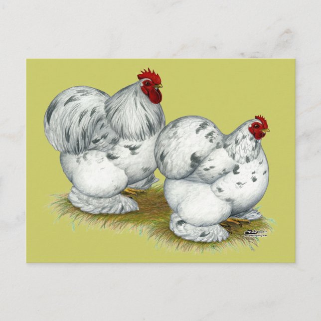 Carte Postale Cochin : Splash Bantams (Devant)
