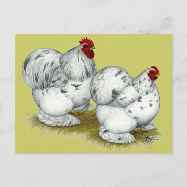 Carte Postale Cochin :  Splash Bantams (Devant)