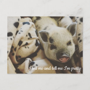 Carte Postale Cochon dans une couverture