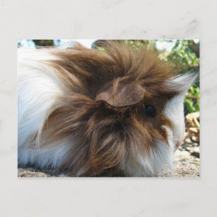 Carte Postale Cochon de Guinée