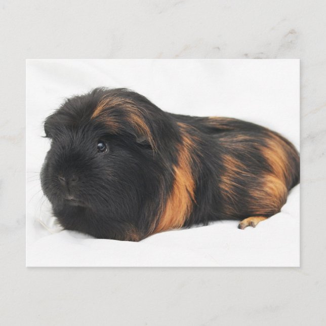Carte Postale Cochon de Guinée (Devant)