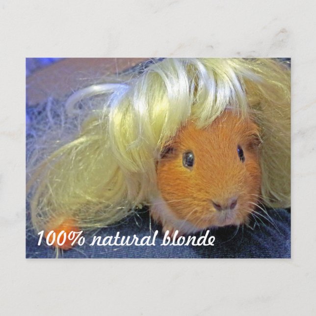 Carte Postale Cochon de Guinée avec perruque blonde (Devant)