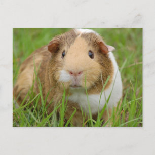 Carte Postale Cochon de Guinée domestique mignon
