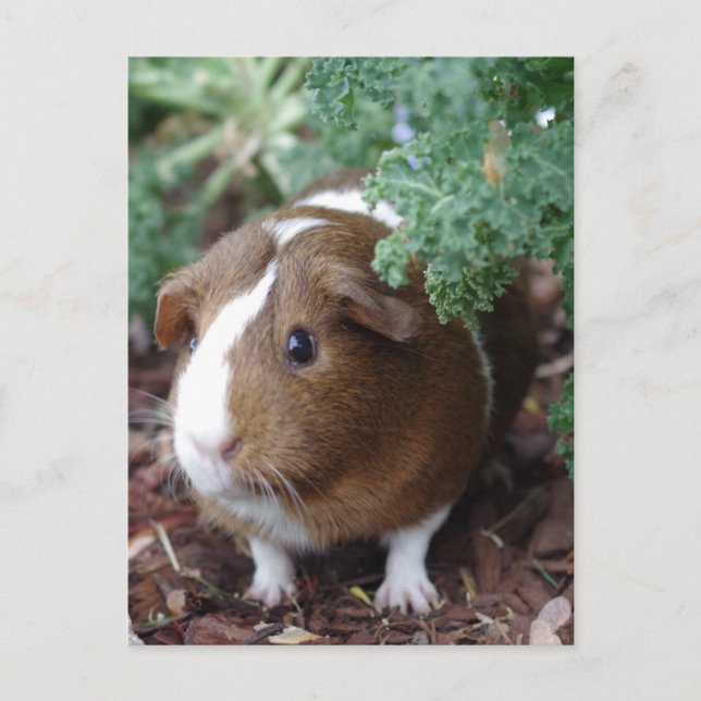 Carte Postale Cochon de Guinée mignon (Devant)