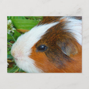 Carte Postale Cochon de Guinée mignon