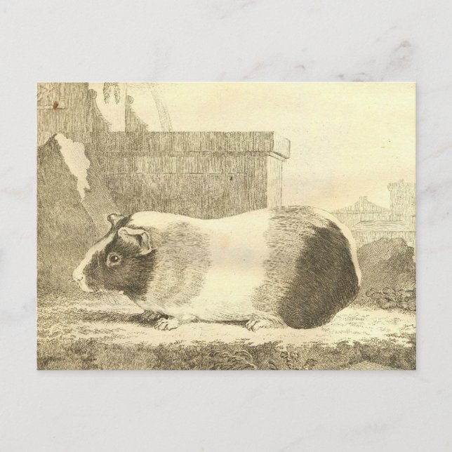 Carte Postale Cochon de Guinée vintage (Devant)