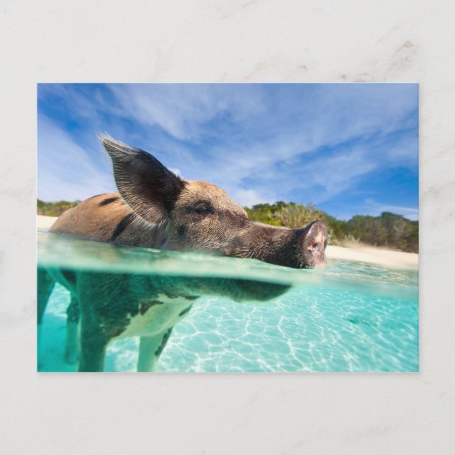 Carte Postale Cochon de natation d'Exuma (Devant)