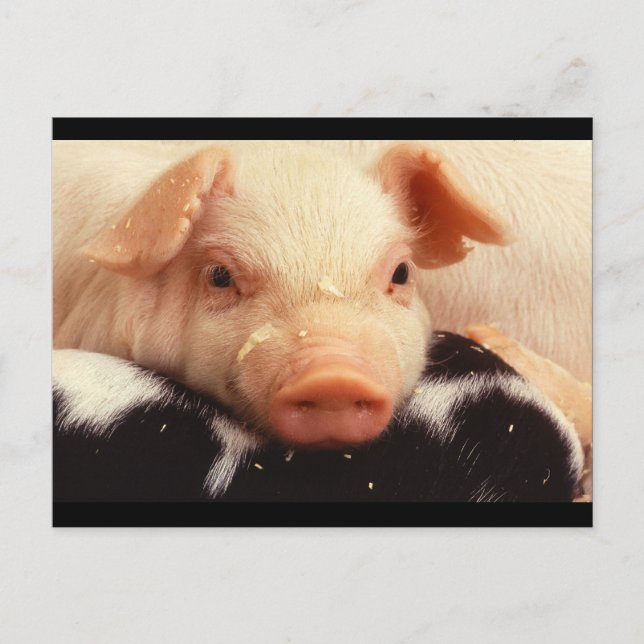Carte Postale Cochon de porc adorable face Snout (Devant)