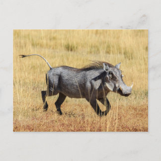 Carte Postale Cochon de Savanne