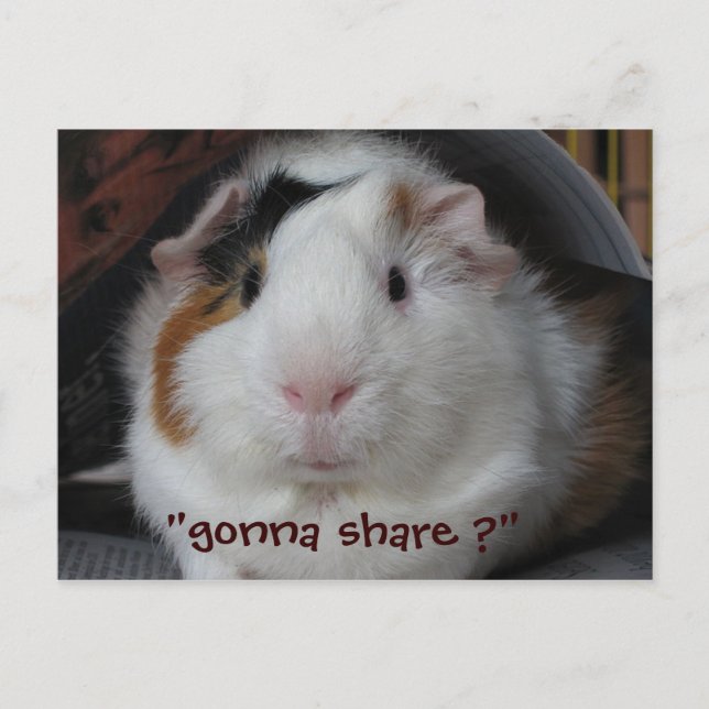 Carte Postale Cochon d'Inde (Devant)