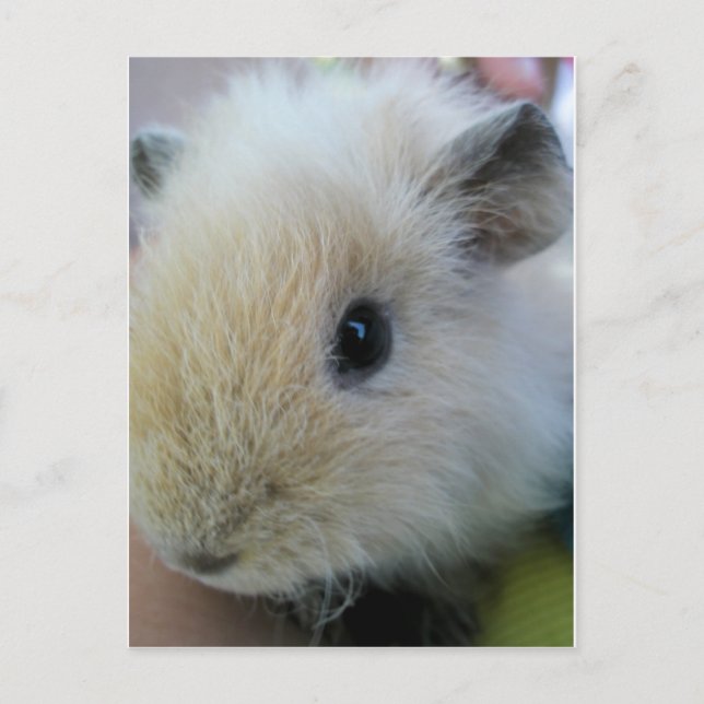 Carte Postale Cochon d'Inde (Devant)