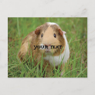 Carte Postale Cochon d'Inde mignon