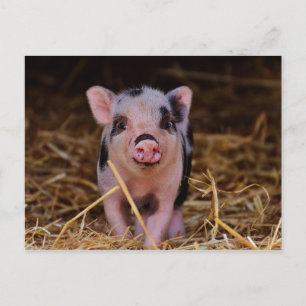 Carte Postale Cochon doux