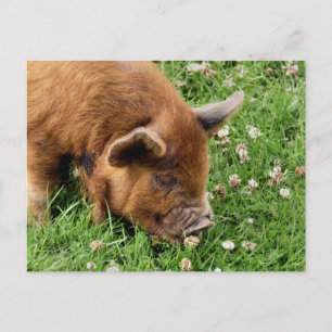 CARTE POSTALE COCHON MIGNON