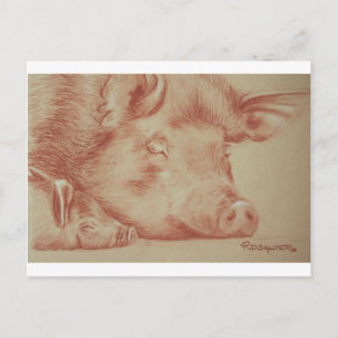 Carte Postale Cochons