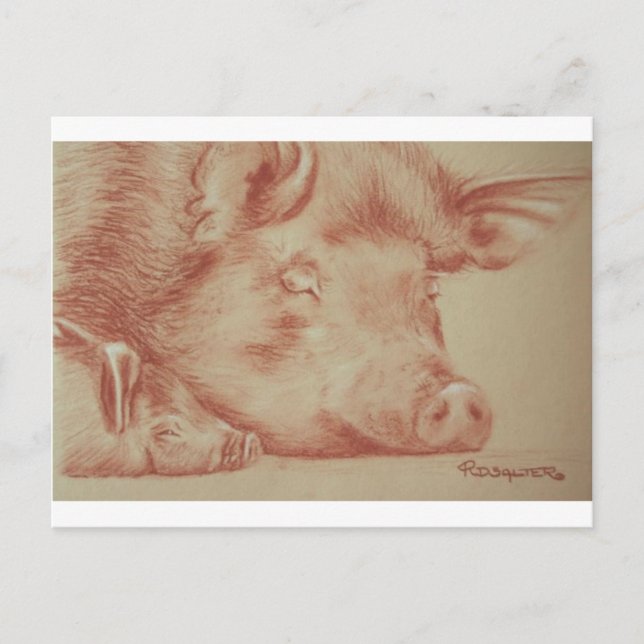 Carte Postale Cochons (Devant)