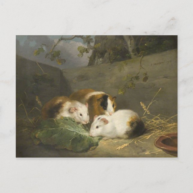 Carte Postale Cochons de Guinée (par George Morland) (Devant)