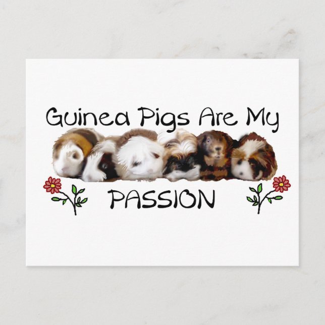 Carte Postale cochons d'inde PASSION.jpg (Devant)