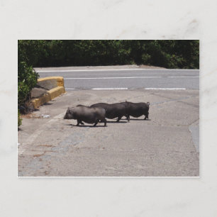 Carte Postale Cochons noirs sauvages