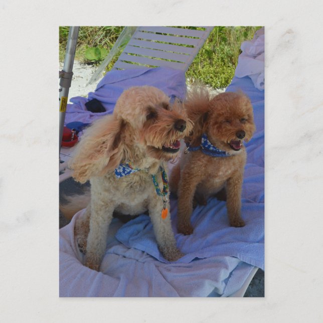 Carte Postale Cockapo Dogs Profitez De La Plage (Devant)