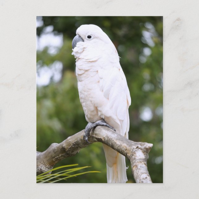 Carte Postale Cockatoo (Devant)