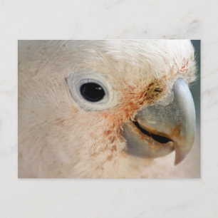 Carte Postale Cockatoo