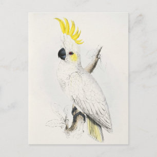 Carte postale Cockatoo à crête jaune