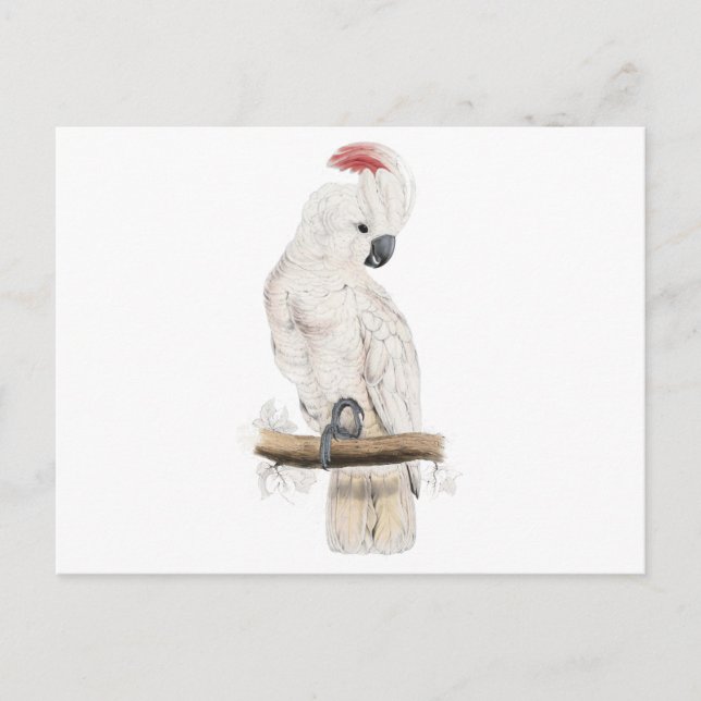 Carte Postale Cockatoo à la saumon par Edward Lear (Devant)