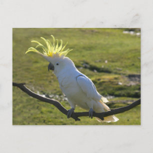 Carte Postale Cockatoo à pois de soufre jaune australien
