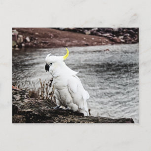 Carte Postale Cockatoo À Pot De Soufre