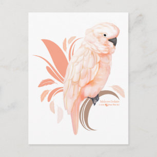 Carte Postale Cockatoo Moluccan