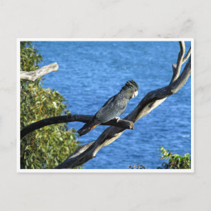 Carte Postale cockatoo noir à queue rouge