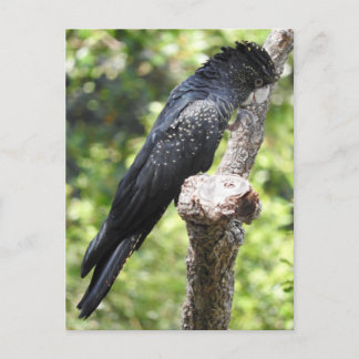Carte Postale Cockatoo noir à queue rouge