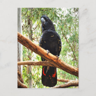 CARTE POSTALE COCKATOO NOIR QUEENSLAND AUSTRALIE