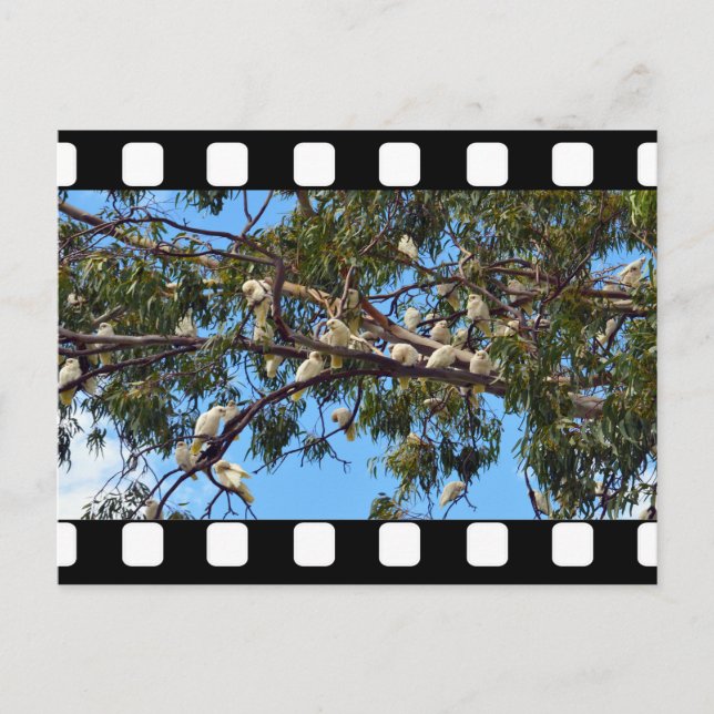 Carte Postale Cockatoos Australiens Sauvages Dans Les Gommes, (Devant)