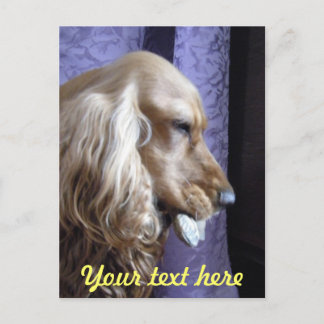 Carte Postale Cocker Spaniel