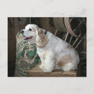 Carte Postale Cocker Spaniel