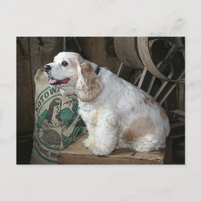 Carte Postale Cocker Spaniel (Devant)