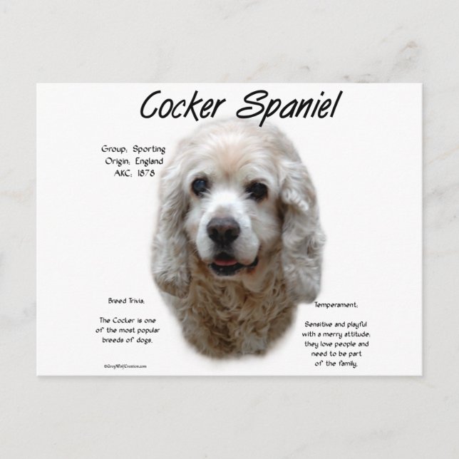 Carte Postale Cocker Spaniel (buff) (Devant)