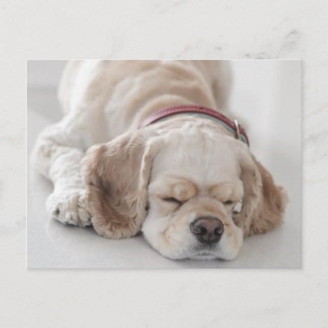 Carte Postale Cocker spaniel chien dormir (Devant)