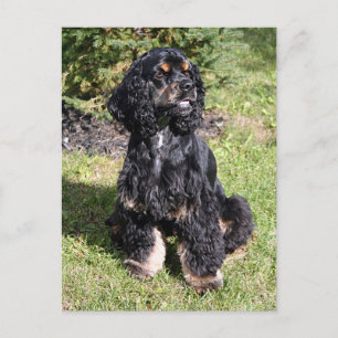 Carte Postale Cocker Spaniel Photo