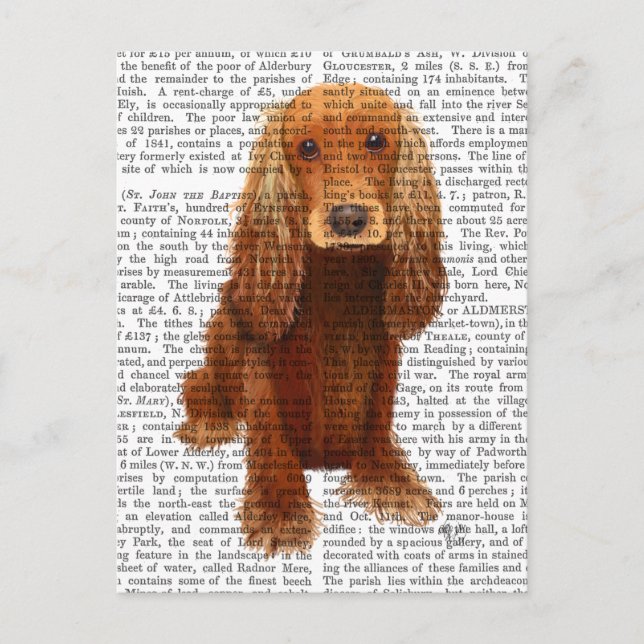 Carte Postale Cocker Spaniel Plain (Devant)