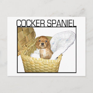 Carte Postale Cocker Spaniel Puppy !